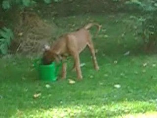 Photo 009