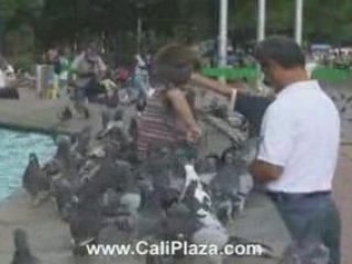 Kid covered with birds while father watches. Cali Hotels