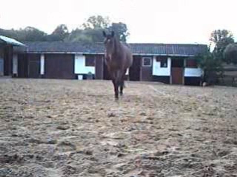 Chevaux 090