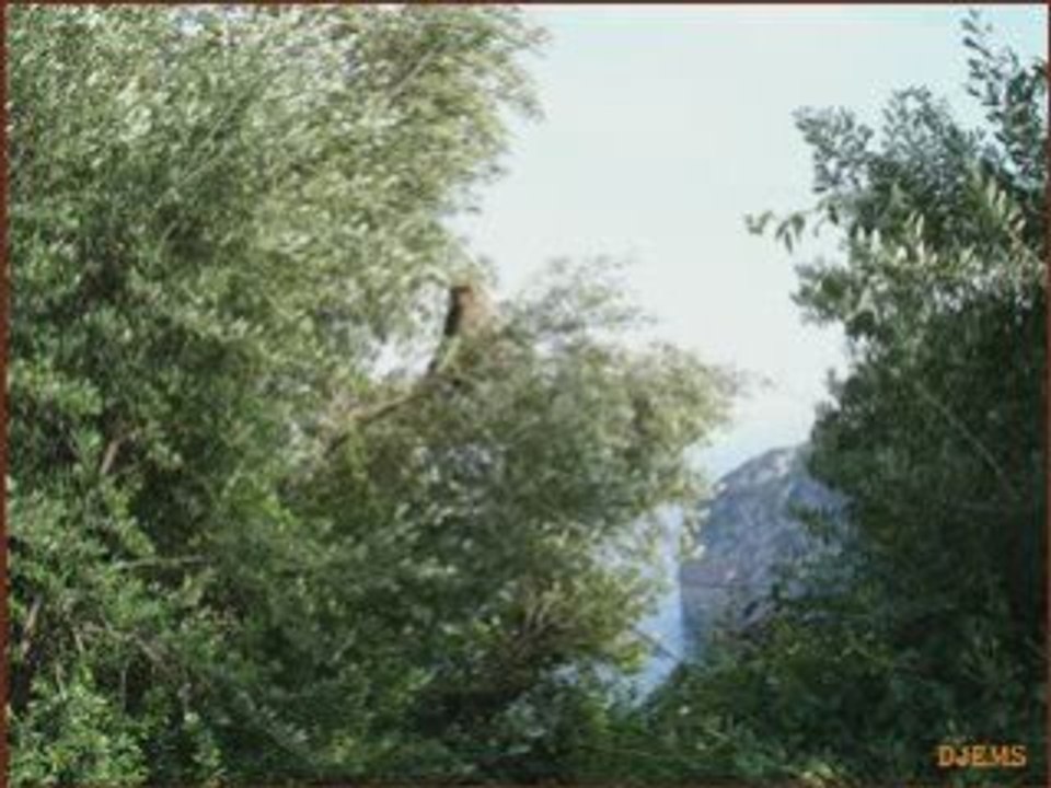 Mesk-Ellil: Us et coutumes d'Algérie et un peu plus...