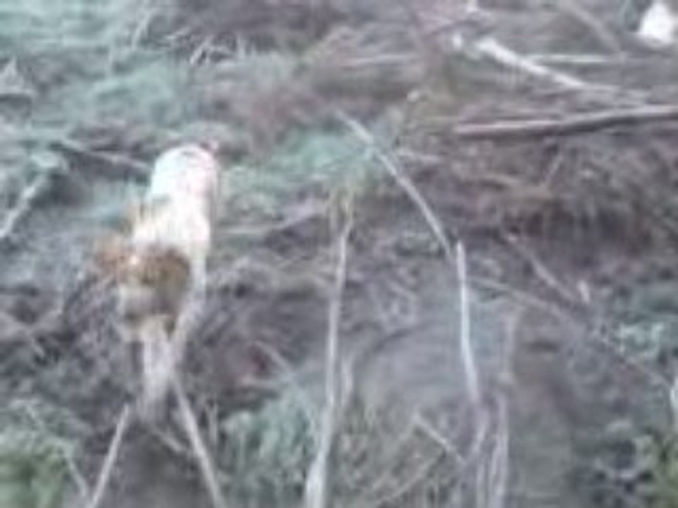 chasse a la grive en Corse