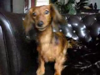 Ein Dackel sagt 'hallo'