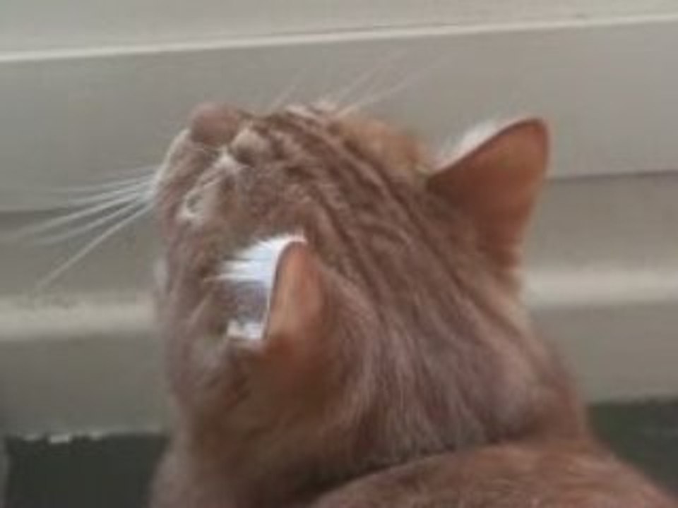 Frustration de chat