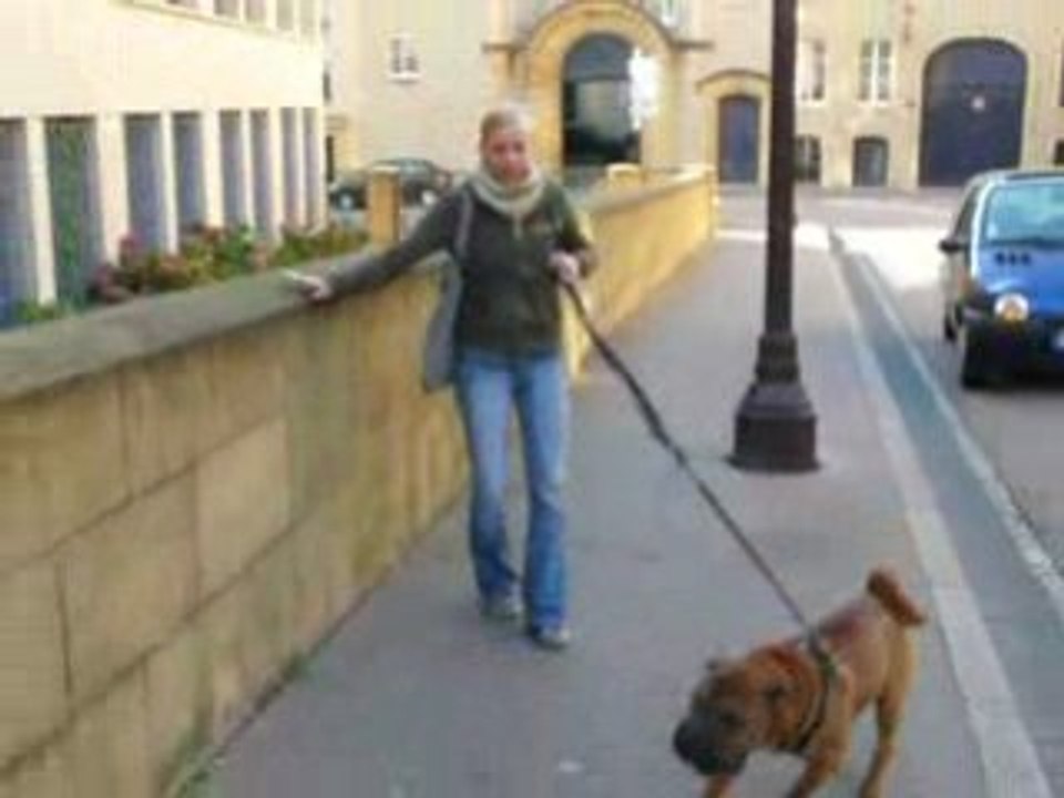 Mumbaï fait de l'agility à Metz...