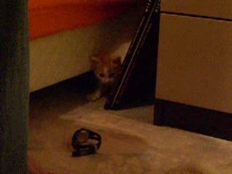 Petit Chat Chasse