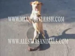 Le chien qui fait du skateboard