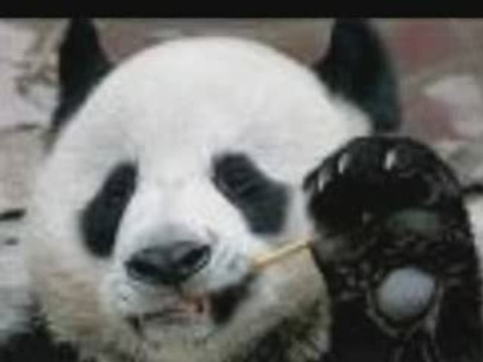 LES PANDAS