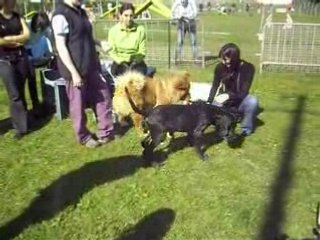 dalhi dogue allemand