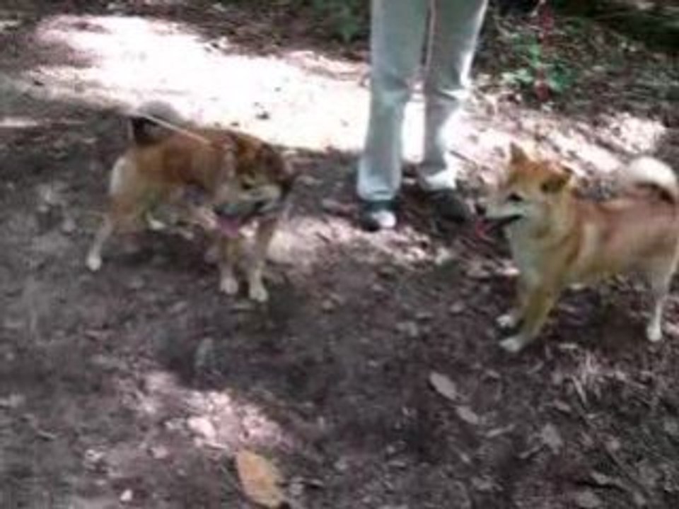 Apache et Hoshi sept 2008