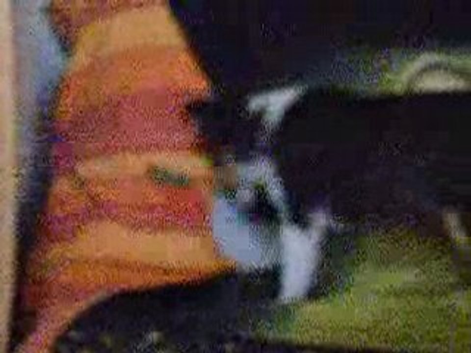 S'entendre comme chien et chat