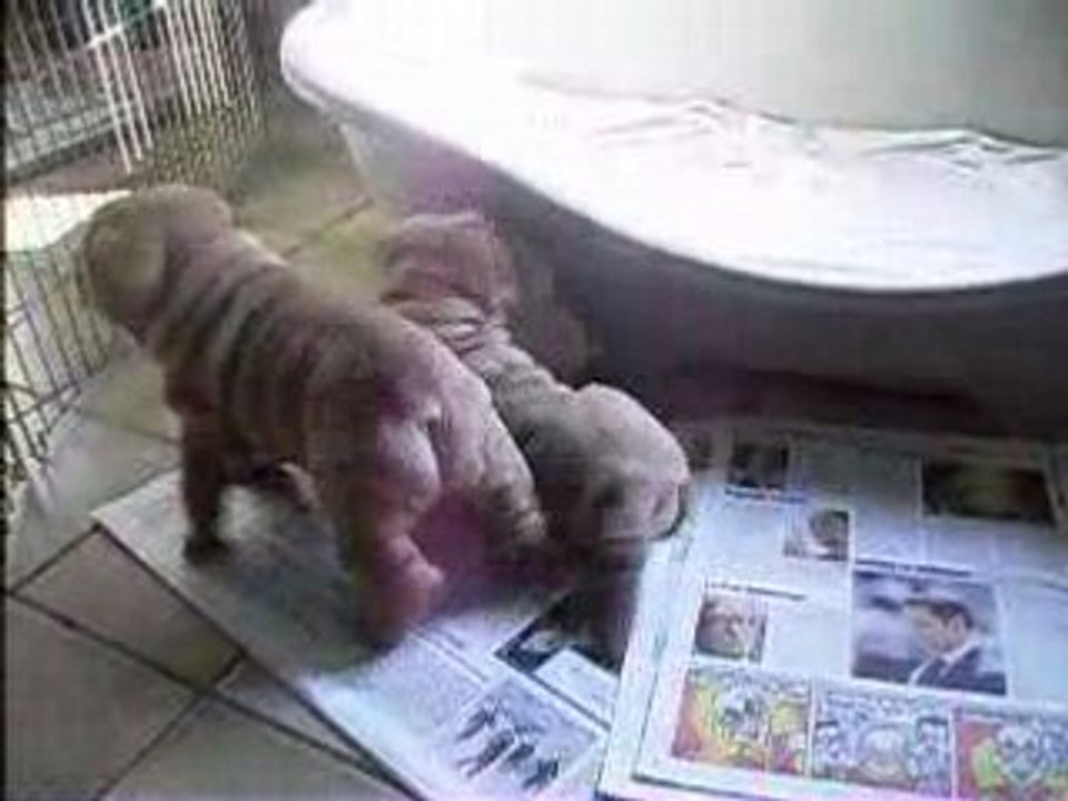 les bébés de Chen shar pei