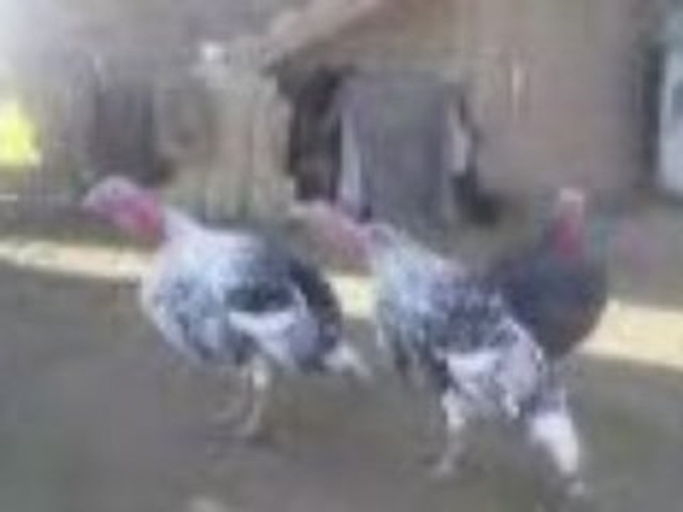 ANIMAL FOU