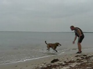 Cochise Entrainement Selectif retriever