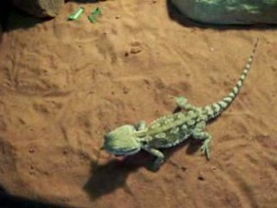 Pogona qui mange un grillon
