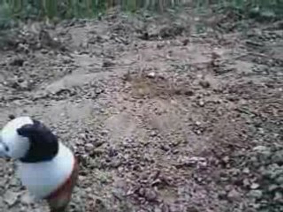 Oignon Adventure