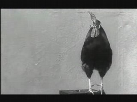 Le Coq de la Gaumont Alice Guy