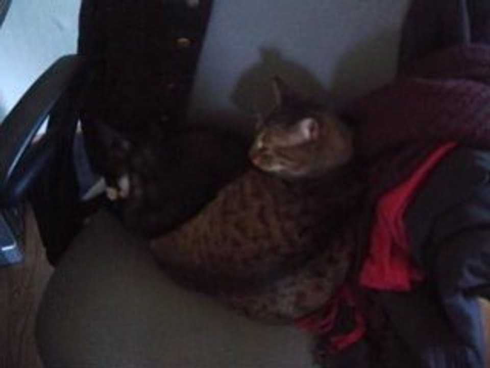 toilette de chats