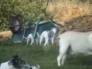 Chiots Moon Boy 28-09-08