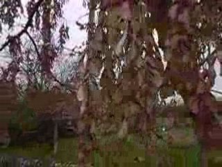 du vent dans les feuilles....