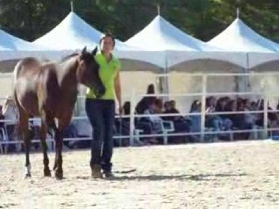 Démonstration des poulains aux RDV étho 2008 à la Cense