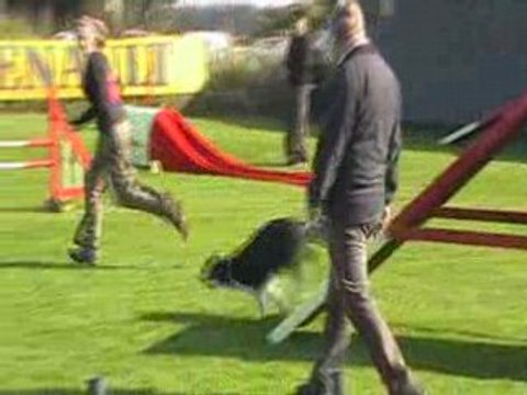 Agility belgique vidéooo (2)