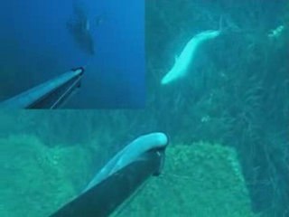 chasse sous marine a la galitte