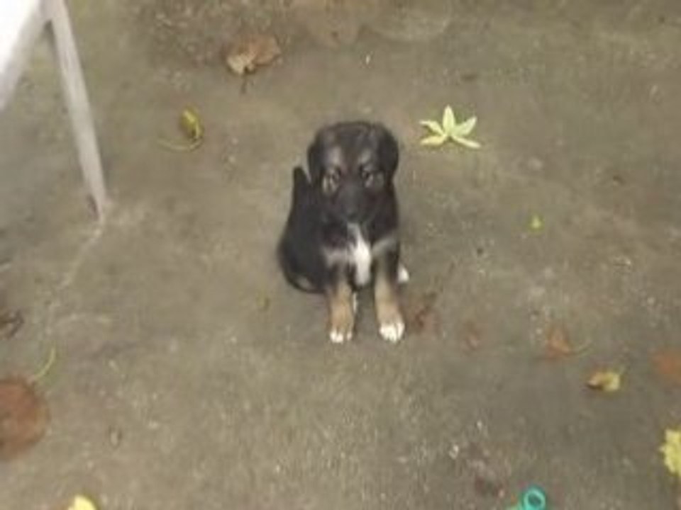 Jeux de chiots, éducation par leur maman