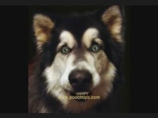 Video Talking Dog Training Session