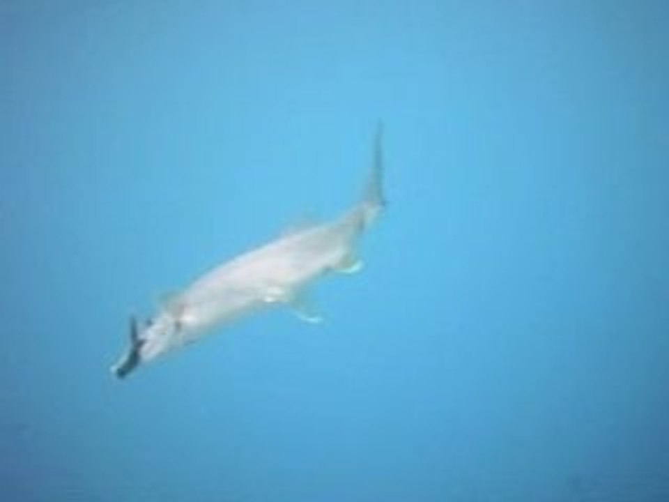 Salmonidées des Pyrenées