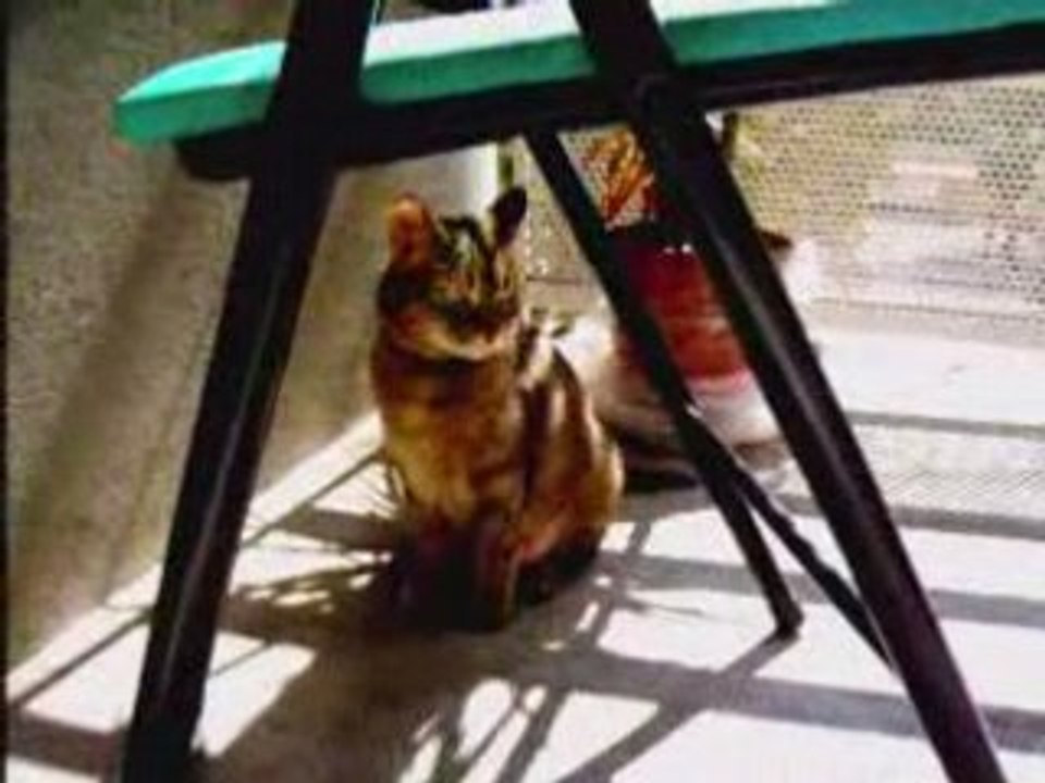 Cannelle sur le balcon