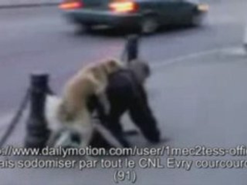 Un chien baise un boloss du CNL 91