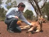 Australie : kangourous et koalas