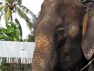 Elephants à Phuket, Thaïlande