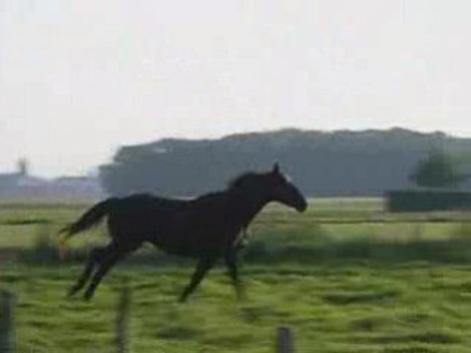 Séance de Longe - 28.09.2008