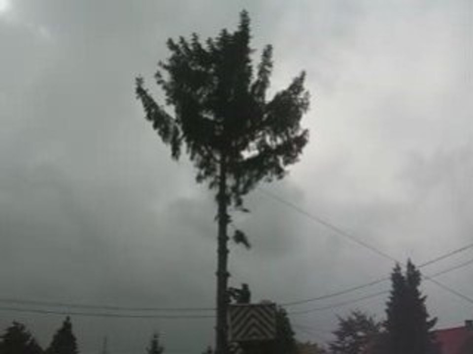 SAPINS 3