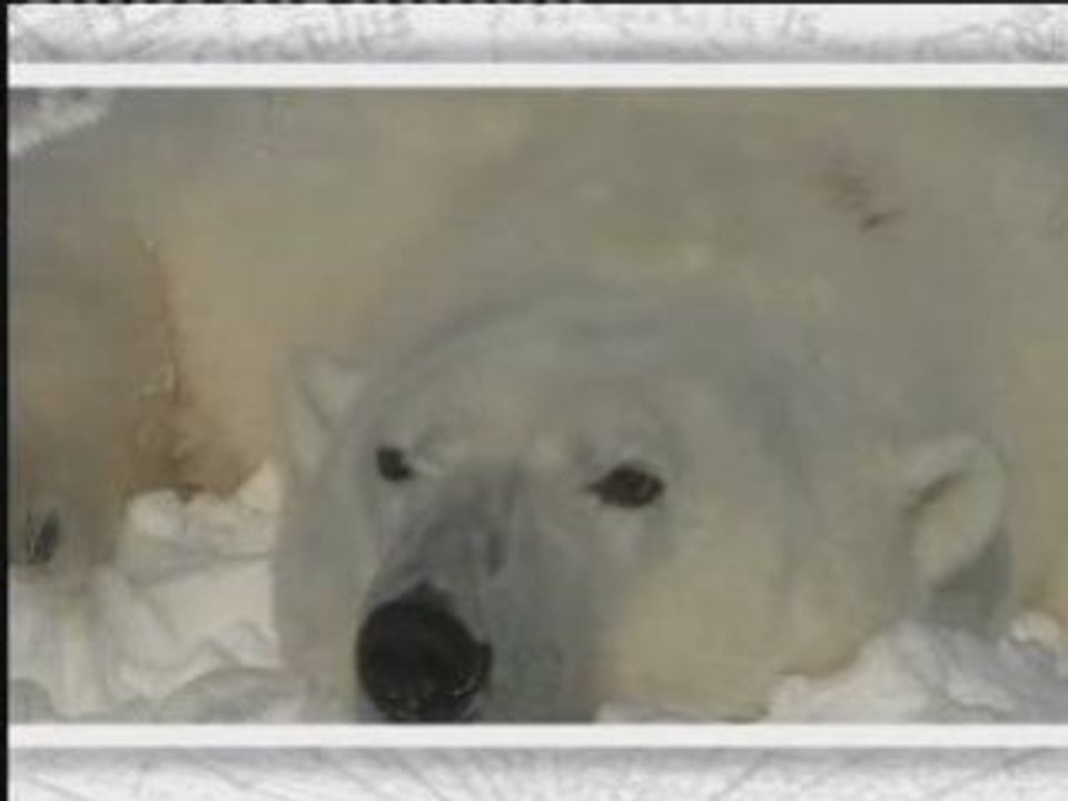 L' Ours polaire / Beaufort