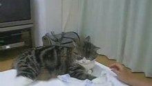 Fat Cat Giving High Fives