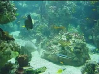 Aquarium montpellier