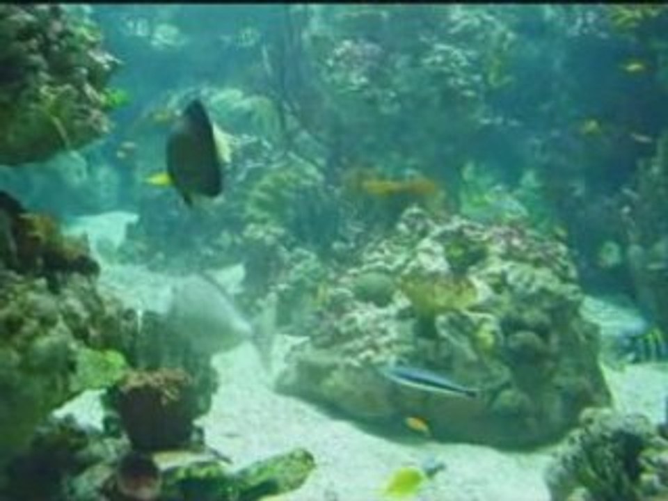 Aquarium montpellier