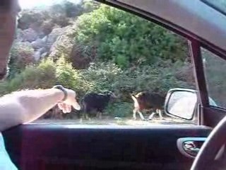 Corse Septembre 2008 - Les biquettes...