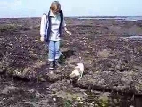 petits phalènes in the water