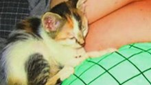 Funny Cats Video Compilation
