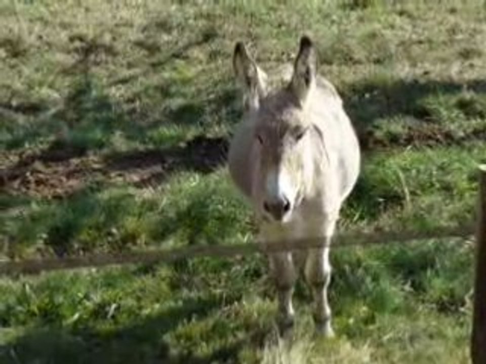 Rencontre avec les ânes et les poneys;