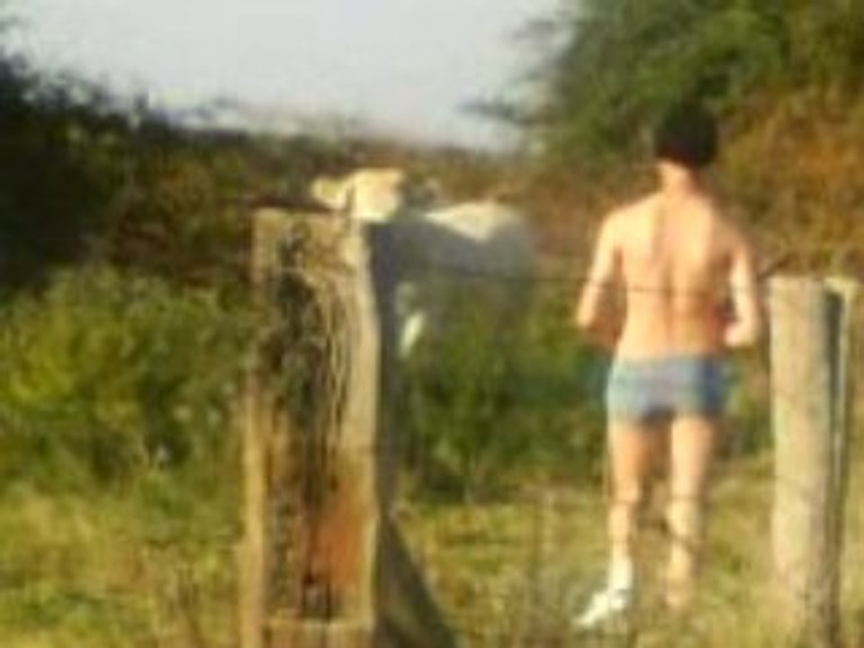 Video vache
