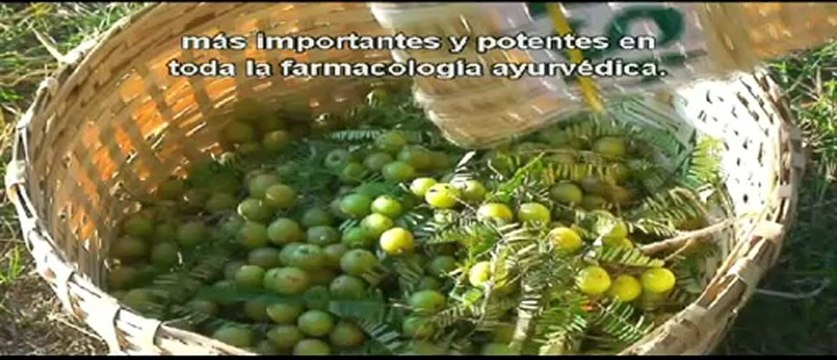 Zrii MLM MEXICO, COLOMBIA, LATINOAMERICA-(Zrii MLM Nuevo)