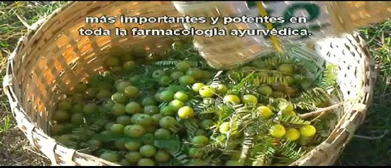 Zrii MLM MEXICO, COLOMBIA, LATINOAMERICA-(Zrii MLM Nuevo)