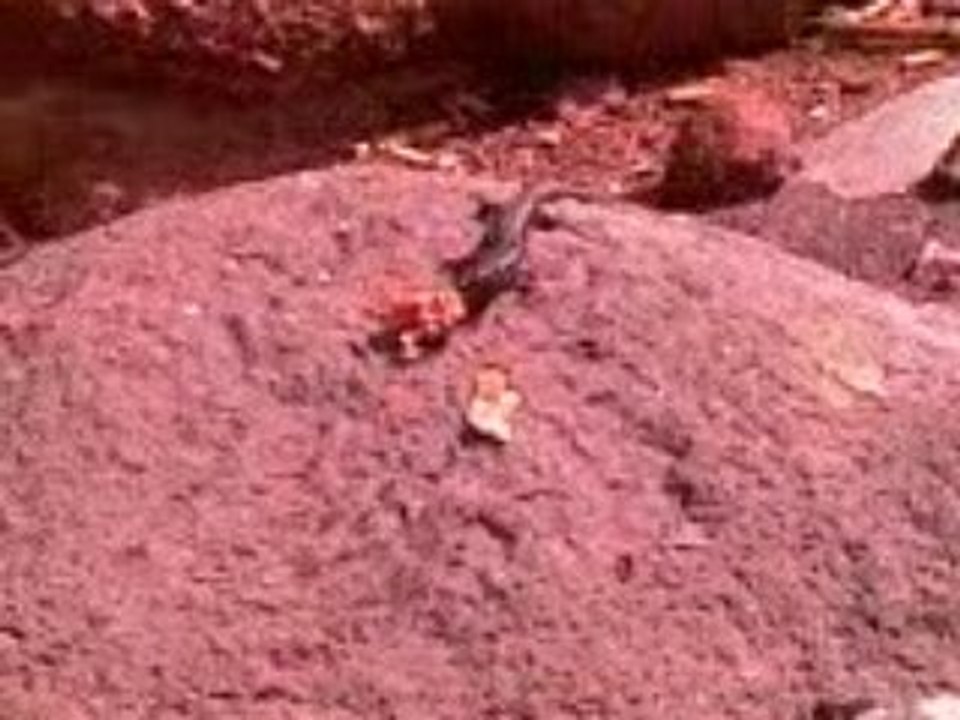 lizard