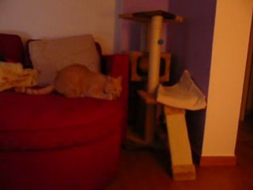 Le chat à polette (2)