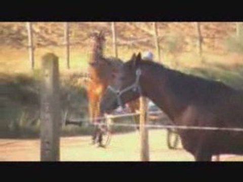 Débourrage Tyboreal d'Osmoz