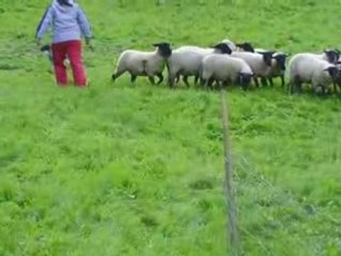 journée troupeau du 28/09/2008 Dixie en libre